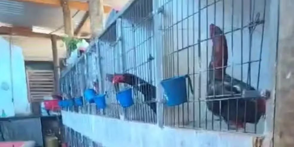 policia-ambiental-fecha-rinhas-de-galos-em-paulinia-e-cosmopolis-e-apreende-53-animais