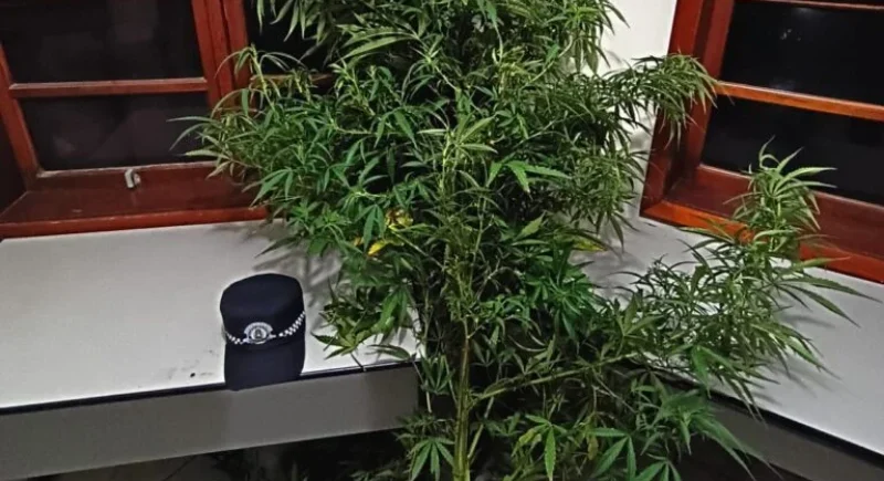 GCM de Cosmópolis encontra pé de maconha durante ronda em terreno baldio gcm-de-cosmopolis-encontra-pe-de-maconha-durante-patrulhamento-em-terreno-baldio