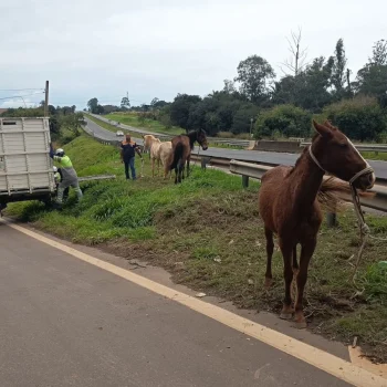 defesa-civil-captura-tres-cavalos-soltos-na-rodovia-zeferino-vaz,-em-cosmopolis